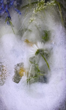 Ice cube with flowers close up. Natural frozen floral background.