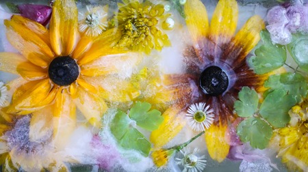 Ice cube with flowers close up. Natural frozen floral background.の写真素材