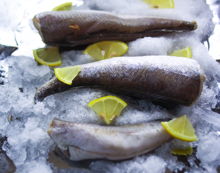 Fresh raw sea fish and lemon peces on ice surface.の写真素材