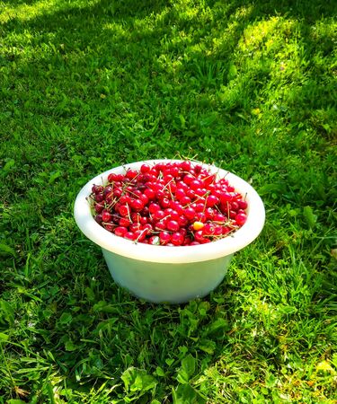 Ripe red sweet cherries in white cup on green summer grass background in the garden.の写真素材