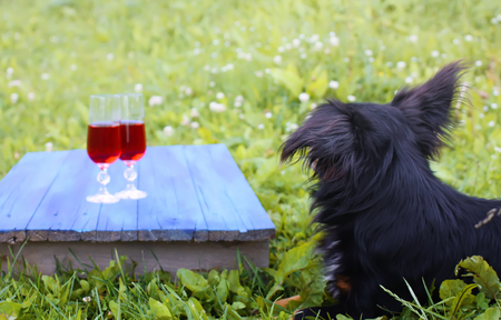 Black dog sitting on green grass and two glasses with homemade red vine on blue boards outdoors in countryside at summer.の写真素材