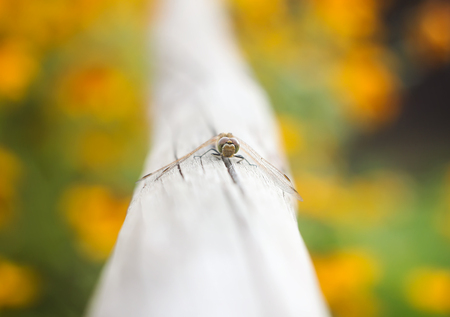 Little dragonfly on wooden stick in a park at summerの写真素材