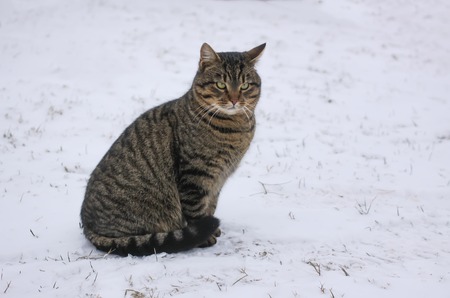 Young fearful cat on fresh snow outdoors at winter.の写真素材
