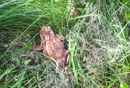 European brown toad on green summer grass in wild natureの写真素材