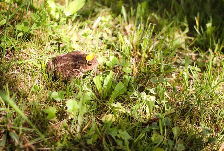European brown toad on green summer grass in wild nature