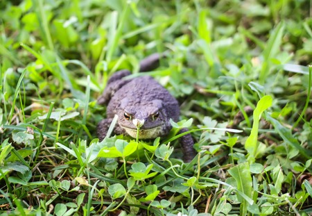 European brown toad on green summer grass in wild nature