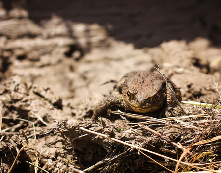 European brown toad in clay surface of dirty puddle in wild nature