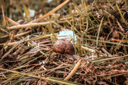 Little snail on a grass outdoorsの写真素材