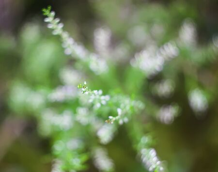 Wild ripe blueberry in summer forest.