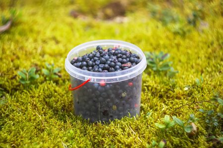 Wild ripe blueberry in summer forest.の写真素材