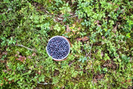 Wild ripe blueberry in summer forest.の写真素材