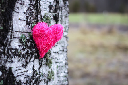 Decorative heart on birch tree bark.の写真素材