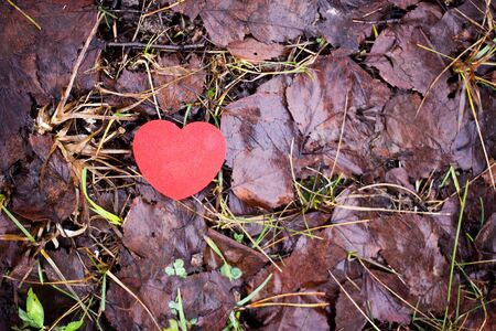 Small red decorative heart on fall brown leaves background.の写真素材