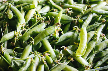 Green young fir tree cones prepared for homemade syrup cooking.の写真素材