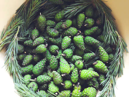 Green young fir tree cones prepared for homemade syrup cooking.