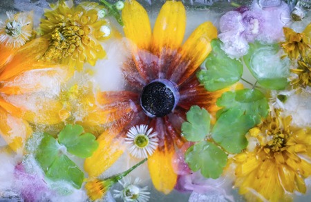 Ice cube with different summer flowers on green grass at summer.