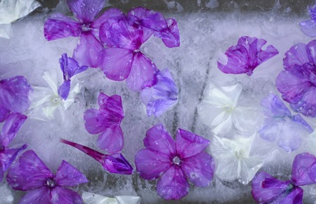 Ice cube with different summer flowers on green grass at summer.の写真素材