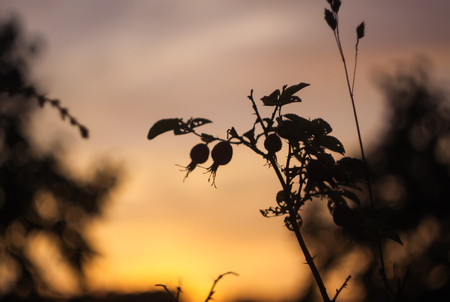 Beautiful cloudscape. Sunset landscape with bright sky and tree branches.の写真素材