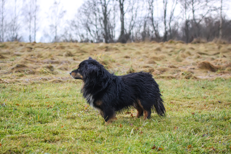 Happy and active dog outdoorsの写真素材