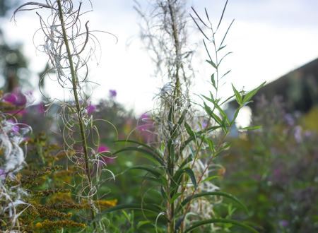 Summer nature background.の写真素材