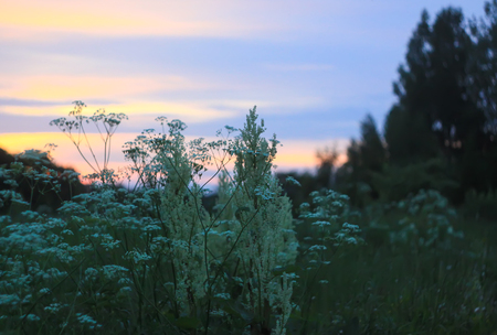 Beautiful cloudscape. Sunset landscape with bright sky and forest.の写真素材