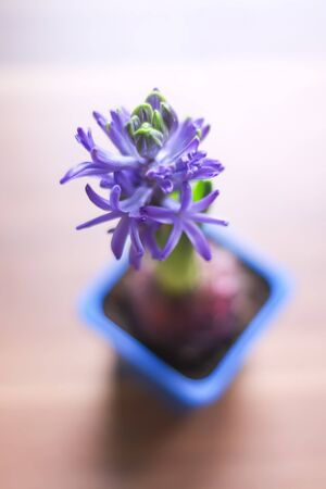 Blooming beautiful purple hyacinth flower.の写真素材