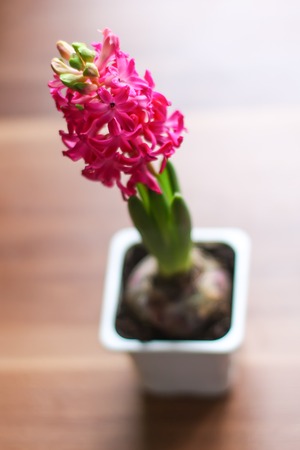 Blooming beautiful pink hyacinth flower.の写真素材