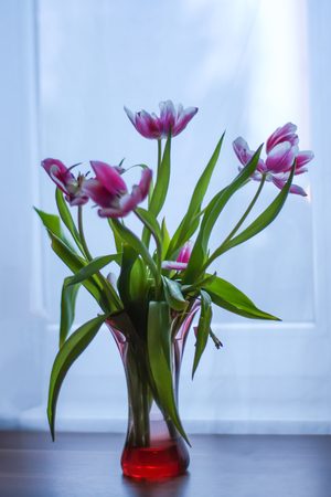 Bouquet of beautiful spring tulip flowers.の写真素材