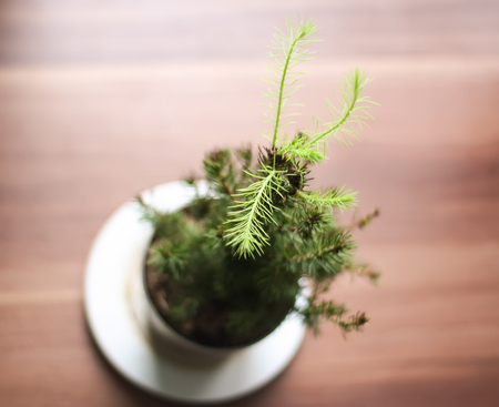 Small green fir-tree in a pot close up.の写真素材