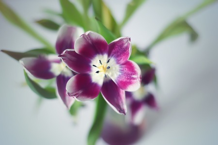 Beautiful fading purple tulip flowers in bouquet.