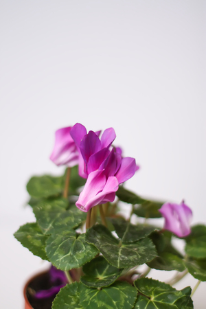 Beautiful pink spring cyclamen flower in flowerpot.の写真素材
