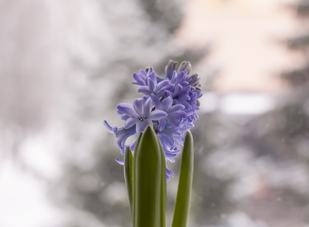 Violet hyacinth blooming flowers in pot on winter nature blurred background.