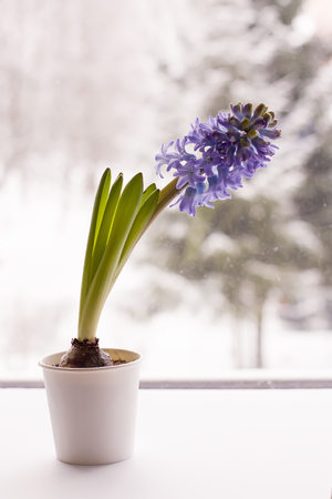 Violet hyacinth blooming flowers in pot on winter nature blurred background.の写真素材