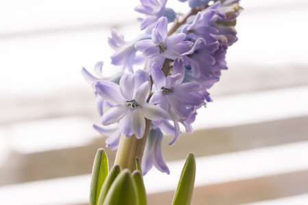 Violet hyacinth blooming flowers in potの写真素材