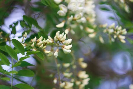 Blooming flowers of white acacia tree in a park at spring.の写真素材