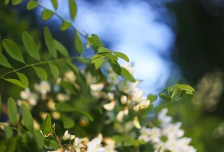 Blooming flowers of white acacia tree in a park at spring.の写真素材