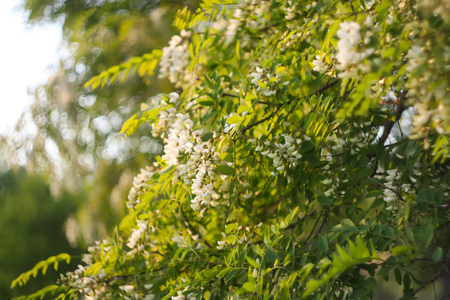 Blooming flowers of white acacia tree in a park at spring.の写真素材