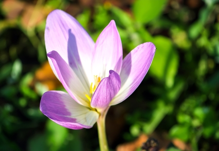 Spring beautiful crocus flowers blooming in a park in sunlight.の写真素材