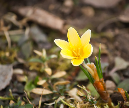 Spring beautiful yellow crocus flowers blooming in a park in sunlight.の写真素材