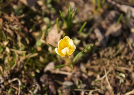 Spring beautiful crocus flowers blooming in a park in sunlight.の写真素材