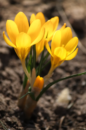 Spring beautiful yellow crocus flowers blooming in a park in sunlight.の写真素材