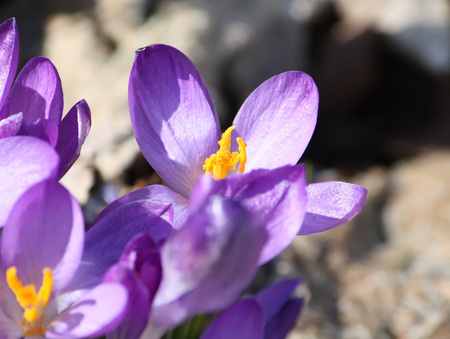 Spring beautiful crocus flowers blooming in a park in sunlight.の写真素材