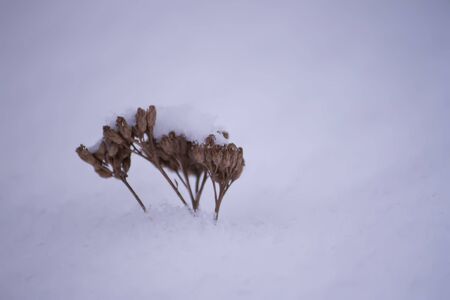 Dry tree branch on snow background.の写真素材