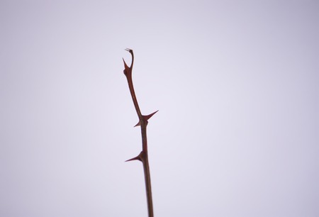 Dry bare tree branch with sharp thorns on snow background.の写真素材