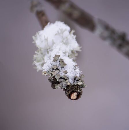 Detail of winter nature in countryside.の写真素材