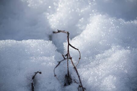 Detail of winter nature in countryside.の写真素材