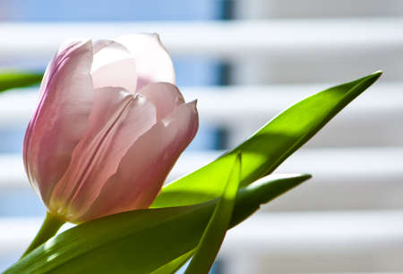Spring tulip flowers in sunlight close up.