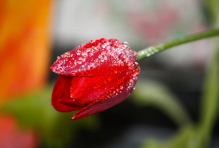 Spring tulip flowers in sunlight close up.の写真素材