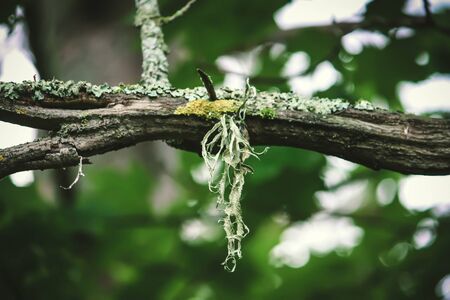 Lichen on a tree branch in a summer forest.