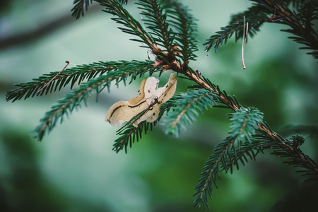 Fir-tree branch in a summer forest.の写真素材